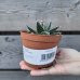 Agave victoriae-reginae ( Agáve kráľovská) – výška 5 cm, Ø 10 cm, kont. P11